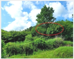  2024Ÿ��5767 ���� ���걸 �ϻ굿 593-1       ����(��1)���