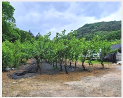  2024Ÿ67376  籺  õ 131-1      (󰡽ü)