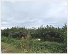  2024Ÿ81419  ֽ  ε 438      ()