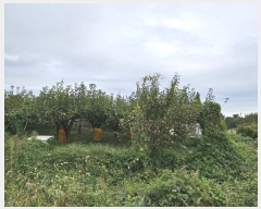  2024Ÿ81419  ֽ  ε 438      ()