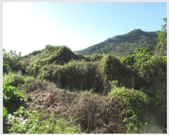  2024Ÿ83026  ȭ  ûø 273      ()