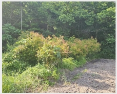  2024Ÿ��70358 ���� �强�� ���ϸ� �ڻ긮 275      ����(��1)���