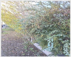  2024Ÿ��8155  ������