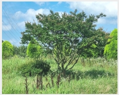  2024Ÿ74565  ֽ Ȳ  271-15      ()