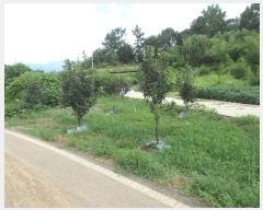  2024Ÿ��78383 ���� �强�� Ȳ��� Ȳ�渮 114      ����(����)���