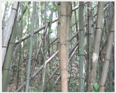  2024Ÿ��78383 ���� �强�� Ȳ��� Ȳ�渮 114      ����(����)���