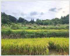  2024Ÿ��81471  �����