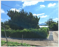  2024Ÿ��6876 ���� ���ֽ� ������ ������ 245      ����(��1)���