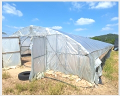  2024Ÿ��6876 ���� ���ֽ� ������ ������ 245      ����(��1)���