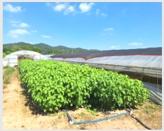  2024Ÿ��6876 ���� ���ֽ� ������ ������ 245      ����(��1)���