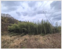  2024Ÿ��86445 ���� �强�� ��ȭ�� ������ 370      ����(��1)���