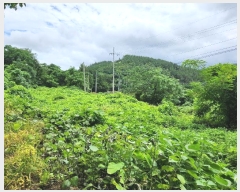  2024Ÿ��5923 ���� ���ﱺ ���� ��긮 5-1      ������