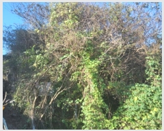  2024Ÿ��4299 ���� ����� Ȳ�浿 689-18       ����(��1)���