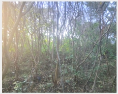  2024Ÿ��4299 ���� ����� Ȳ�浿 689-18       ����(��1)���