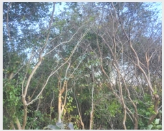  2024Ÿ��4299 ���� ����� Ȳ�浿 689-18       ����(��1)���