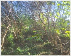  2024Ÿ��4299 ���� ����� Ȳ�浿 689-18       ����(��1)���