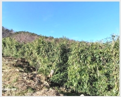  2024Ÿ��62592 ���� ������ ������ ���ϸ� 353-1      ����(��1)���