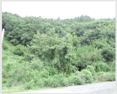  2024Ÿ��56511 ���� ������ ������ ������ ��311-1      ����(�Ӿ�)���