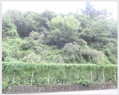  2024Ÿ��56511 ���� ������ ������ ������ ��311-1      ����(�Ӿ�)���