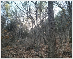  2024Ÿ63199    113-1       (Ӿ)