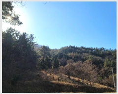  2024Ÿ63199    113-1       (Ӿ)