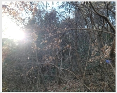  2024Ÿ63199    113-1       (Ӿ)