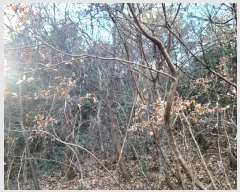  2024Ÿ63199    113-1       (Ӿ)