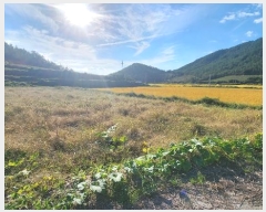  2024Ÿ��54334 ���� �س��� ȭ��� ���¸� 487-5      ����(��)���