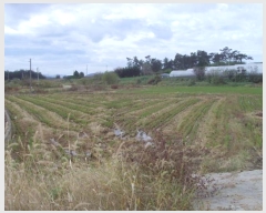  2024Ÿ54532  س   1146-1      ()