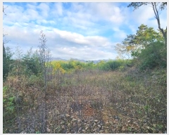  2024Ÿ��54822 ���� �س��� ������ ���׸� 599      ����(��1)���