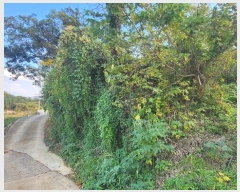  2024Ÿ��54822 ���� �س��� ������ ���׸� 599      ����(��1)���