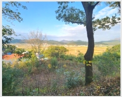  2024Ÿ��54822 ���� �س��� ������ ���׸� 599      ����(��1)���