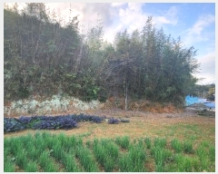  2024Ÿ��54822 ���� �س��� ������ ���׸� 599      ����(��1)���