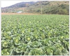  2024Ÿ54839  س ȭ ſ 462      ()