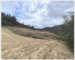  2024Ÿ55337  س ȭ  98-1      (1)