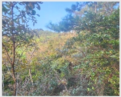  2024Ÿ��1842 ���� �ϵ��� ������ �Ÿ� ��152      ����(�Ӿ�)���