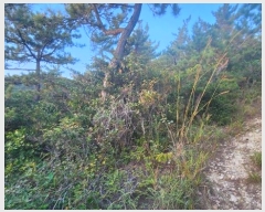  2024Ÿ��1842 ���� �ϵ��� ������ �Ÿ� ��152      ����(�Ӿ�)���