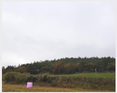  2024Ÿ��2272 ���� �س��� ����� ���Ǹ� ��162-7      ����(�Ӿ�)���