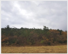  2024Ÿ��2272 ���� �س��� ����� ���Ǹ� ��162-7      ����(�Ӿ�)���