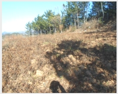  2024Ÿ2395  س   962-1      (1)