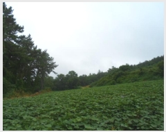  2024Ÿ52833  س   22      (Ӿ)