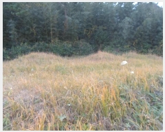  2024Ÿ��55184  �����