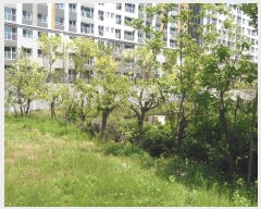  2024Ÿ2116  ֱ   1036      (1)