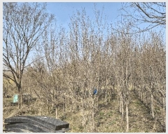  2024Ÿ��3416 ���� ���ֱ� �̼��� �̹��� 238-15      ����(��)���