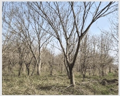  2024Ÿ��3416 ���� ���ֱ� �̼��� �̹��� 238-15      ����(��)���