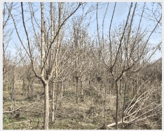  2024Ÿ��3416 ���� ���ֱ� �̼��� �̹��� 238-15      ����(��)���