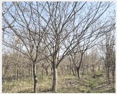  2024Ÿ��3416 ���� ���ֱ� �̼��� �̹��� 238-15      ����(��)���