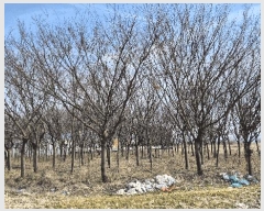  2024Ÿ��3416 ���� ���ֱ� �̼��� �̹��� 238-15      ����(��)���