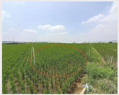  2024Ÿ��3829 ���� ���ֱ� ������ ������ 824-3      ����(��)���