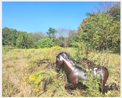  2024Ÿ40057  ֽ  õ2 376-22      (1)